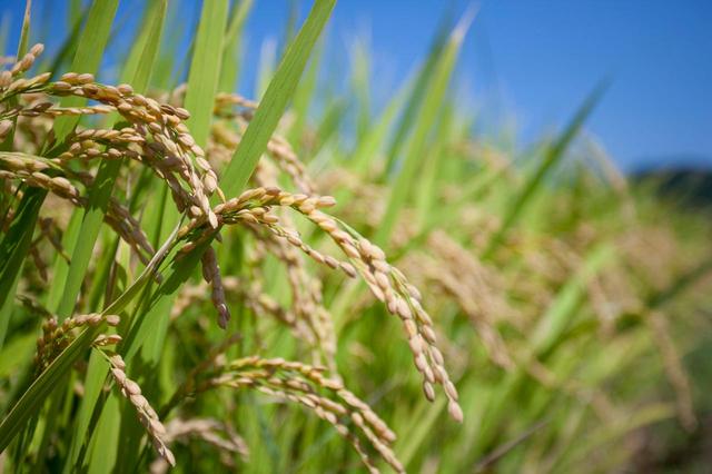 加强金融服务乡村振兴的能力