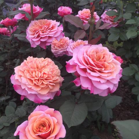 中国月季育种破局:千余新品种集中亮相,自主品牌崛起挑战进口垄断