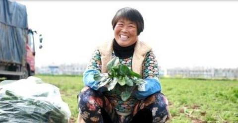 河南“趴地菠菜”4天卖170亩 短视频引爆乡村振兴新活力