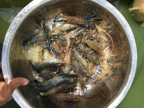 戈壁滩上养出“淡水虾王”:新疆特色水产养殖撬动百亿产业新格局