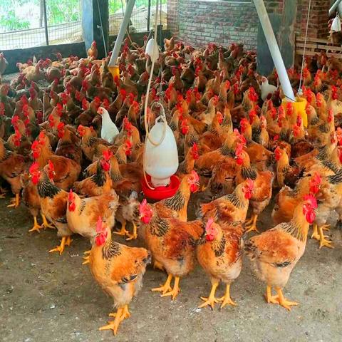 董宇辉麻黄鸡争议背后:直播带货价格战如何冲击农产品产业链