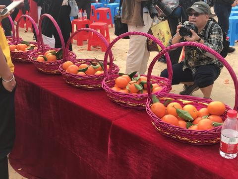 【财经观察】武鸣沃柑开市背后:一颗柑橘如何撬动百亿产业链