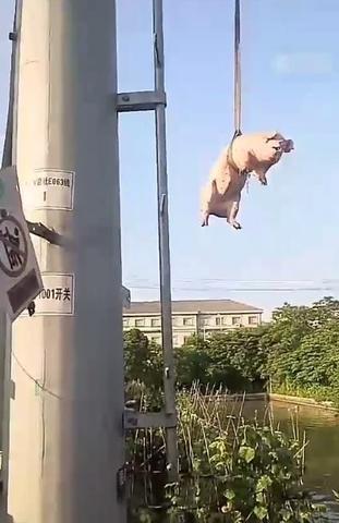 180斤活猪乘无人机“飞天” 山区养殖业迎来科技革命