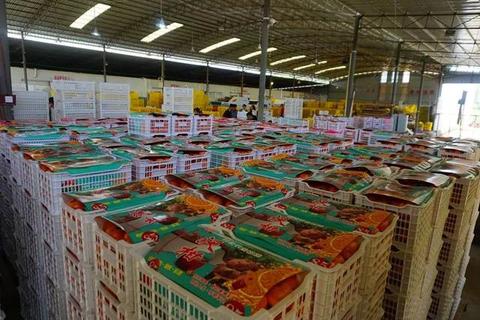 武鸣沃柑畅销全球30国,中国柑橘产业迈入国际竞争新阶段