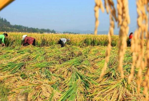 14298亿斤！中国粮食产量再破历史纪录，乡村振兴迈出坚实步伐