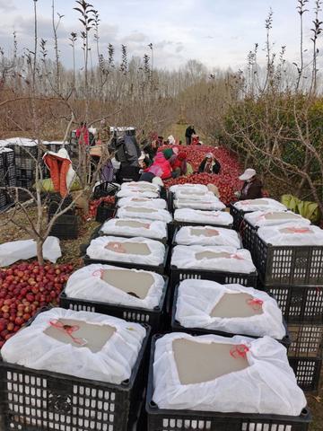 新疆果品出口爆发式增长:2025年达42亿元,同比增长44%