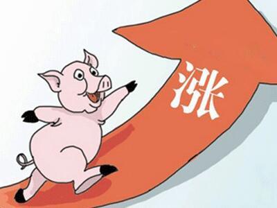 生猪价格春节前持续上涨,供需格局转变