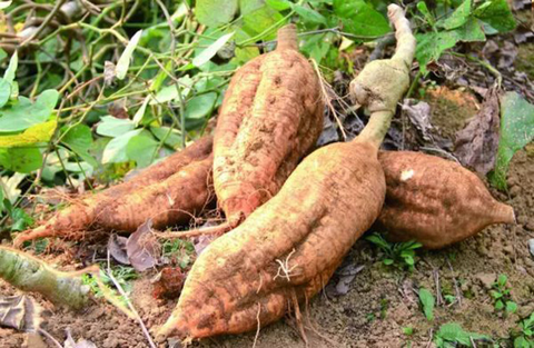 地标产品年产值破万亿:中国土特产如何变身“金名片”?