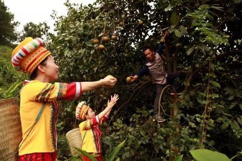 广西林业产值破万亿:绿水青山如何变金山银山