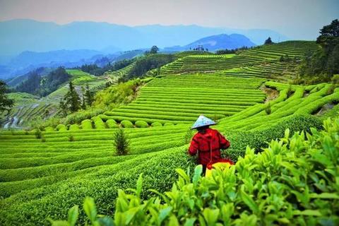闽浙边界山村茶香飘万里:一片绿叶撬动亿元产业链