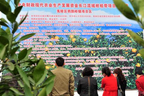 三峡柑橘签下17.8万吨大单：库区“甜蜜产业”如何撬动百亿市场？