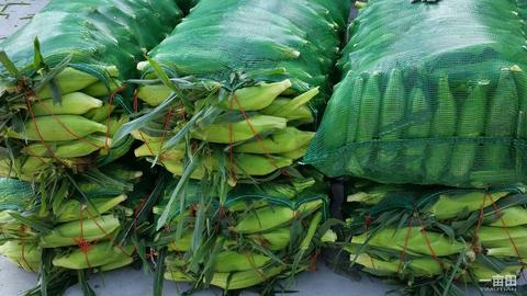 黄金玉米季:云南芒市冬季鲜食玉米撬动百亿消费市场