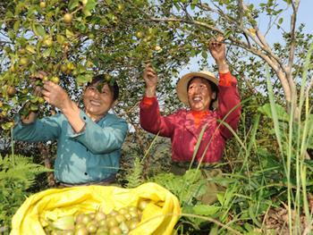 从山野油茶到百亿产业:浙江常山一滴好油如何撬动乡村振兴新引擎