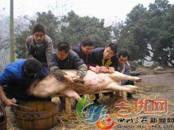 一句“求帮忙按猪”引爆全网 合川幺妹意外开启乡村流量新纪元