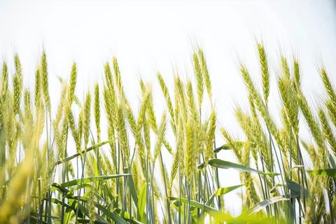 盐碱地里的财富密码:旱碱麦逆袭背后的千亿级农业经济