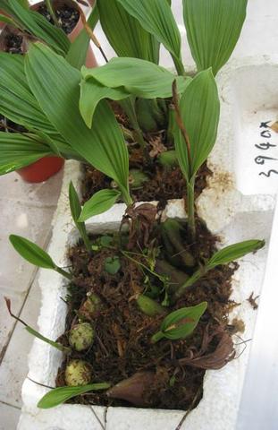 独蒜兰成中药材产业新贵：云南鲁甸小种苗撬动千亿大市场