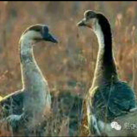 一滴鹅泪引发的产业思考：安徽养殖业面临情感经济新挑战