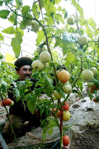 沙漠番茄闯市场：喀什新农人的绿色经济革命