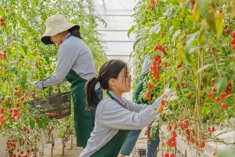 广东台山番茄迎丰收 农文旅融合催生亿元级产业新生态