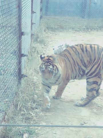 濮阳动物园惊天骗局：小老虎死后仍“直播”骗打赏，园长停职多部门介入